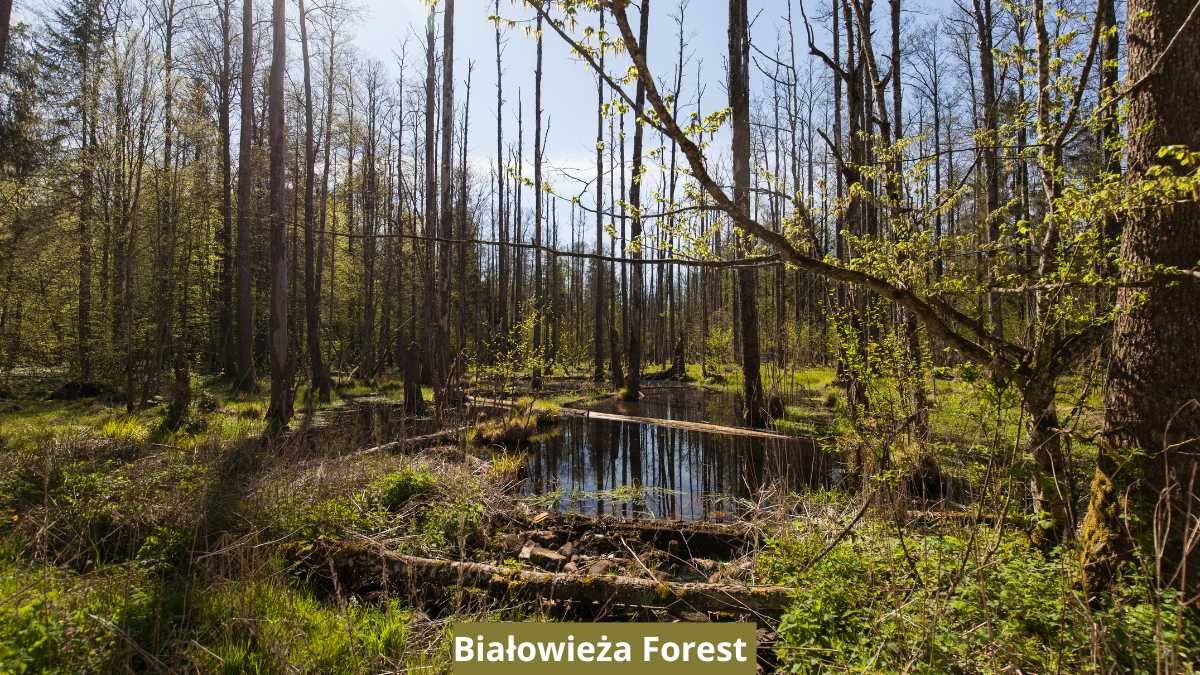 Poland military exercise forest